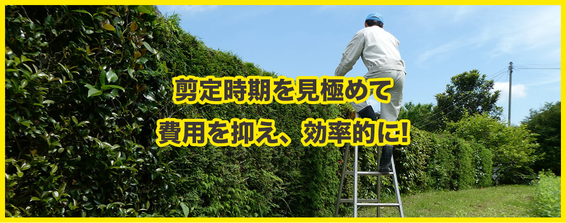 剪定時期を見極めて費用を抑え、効率的に!